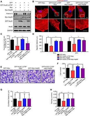 Corrigendum: NudC L279P mutation destabilizes filamin a by inhibiting the Hsp90 chaperoning pathway and suppresses cell migration